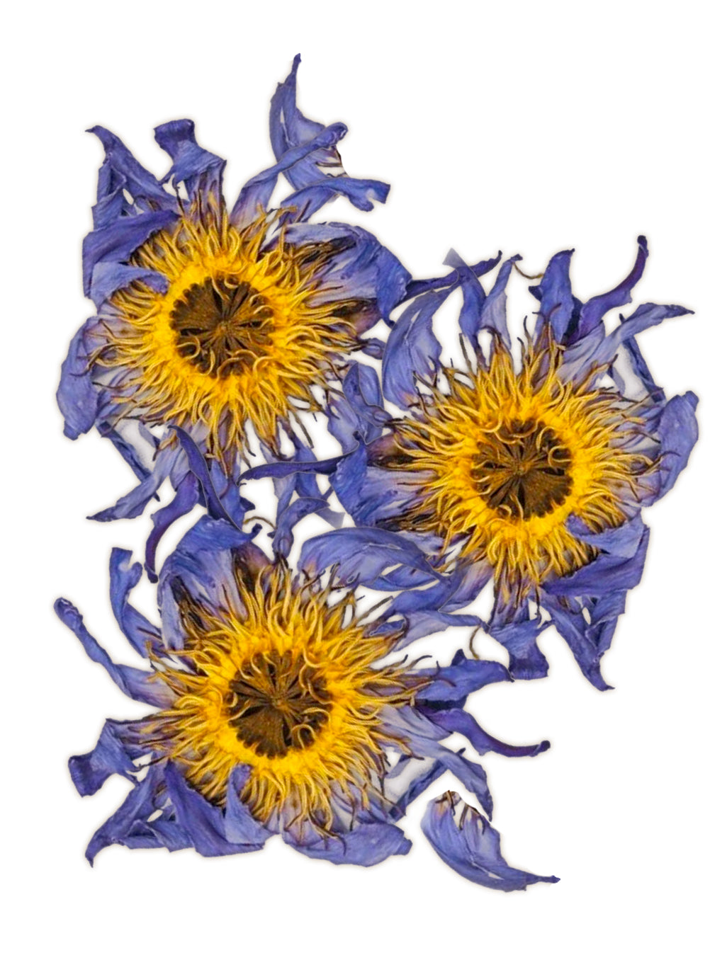 Blue lotus